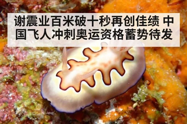 谢震业百米破十秒再创佳绩 中国飞人冲刺奥运资格蓄势待发